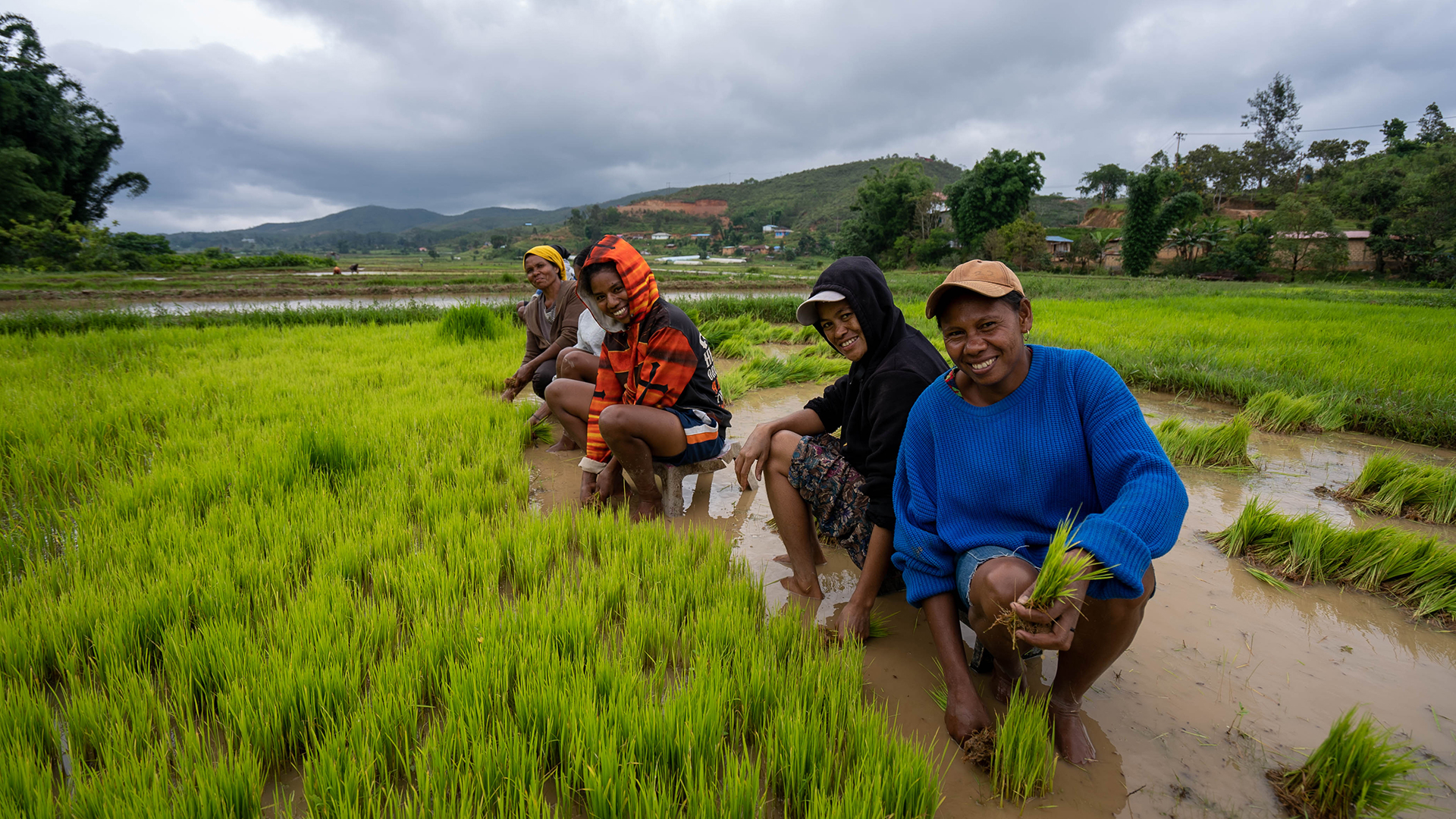 A group of five women, some smiling at the camera, can be seen crouching down as they work in a rice paddy in rural Timor-Leste.